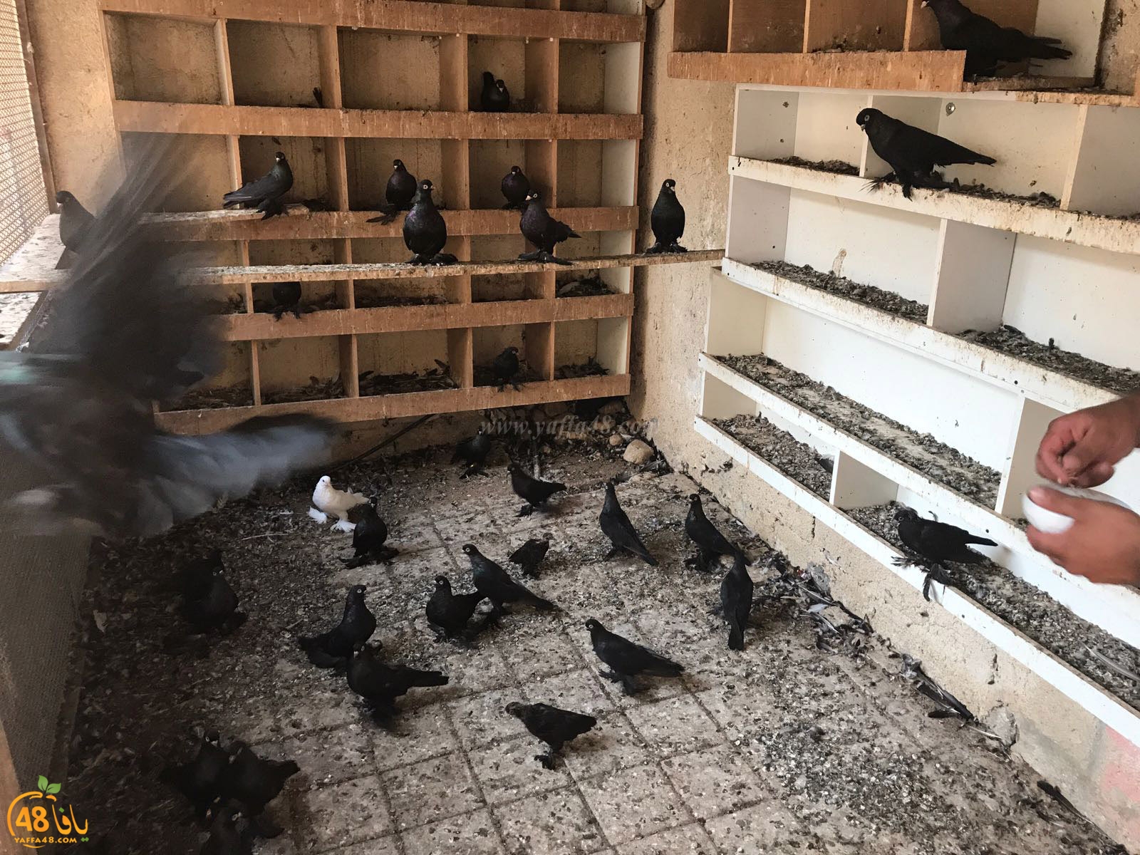 zohdi 3ashoor 7amam (31).jpg